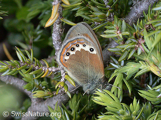 Foto: Perlgrasfalter 
Lat.: Coenonympha arcania