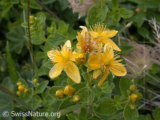 Foto: Geflecktes Johanniskraut, Blüte 
Lat.: Hypericum maculatum
Familie: Hypericaceae (Johanniskrautgewächse)