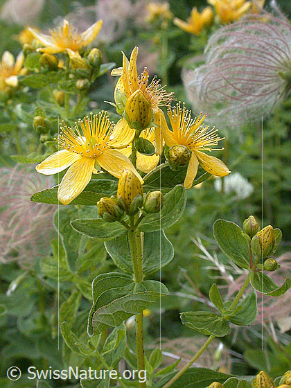 Foto: Geflecktes Johanniskraut
Lat.: Hypericum maculatum
Familie: Hypericaceae (Johanniskrautgewächse)