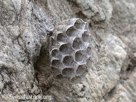Foto: Wespennest an Felsblock
Lat.: Melitaea athalia