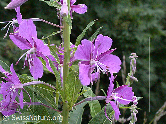 Wald-Weidenröschen (Epilobium angustifolium)