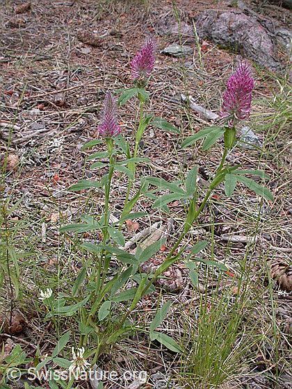 Foto: Purpur-Klee (Trifolium rubens). Ganze Pflanze (Habitus)