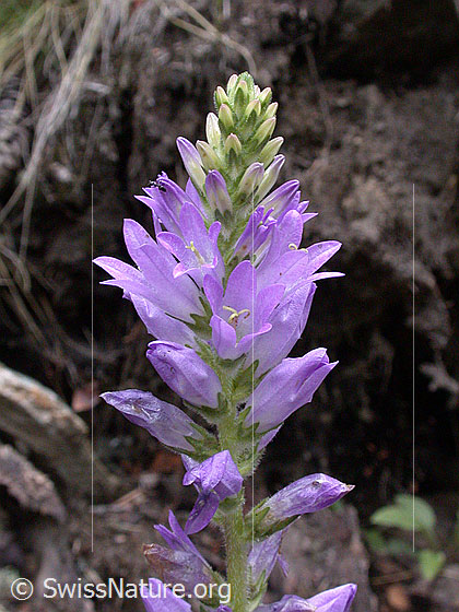 Foto: Ährige Glockenblume. Blütenstand. 
Lat.: Campanula spicata
Familie: Campanulaceae (Glockenblumengewächse)