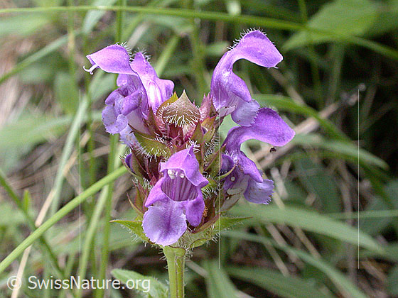 Foto: Wahrscheinlich Grossblütige Brunelle (Prunella grandiflora). Blütenstand.
Lat.: Prunella grandiflora
Familie: Lamiaceae (Lippenblütler)
Unterfamilie: Nepetoideae
Gattung: Prunella (Braunellen)