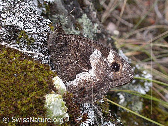 Foto: Walliser Waldportier (Hipparchia genava). Flügel geschlossen. Ansicht von der Seite.