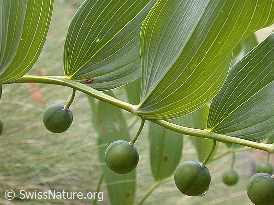 Foto: Echtes Salomonssiegel (Polygonatum odoratum) mit unreifen Früchten 
Lat.: Polygonatum odoratum
Familie: Asparagaceae (Spargelgewächse)