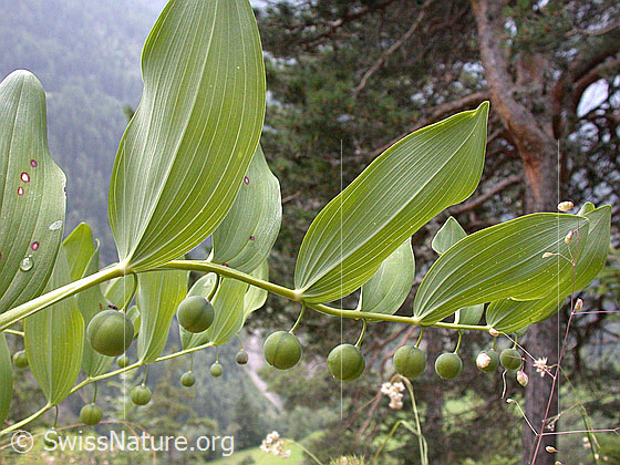 Foto: Echtes Salomonssiegel (Polygonatum odoratum) mit unreifen Früchten.
Lat.: Polygonatum odoratum
Familie: Asparagaceae (Spargelgewächse)