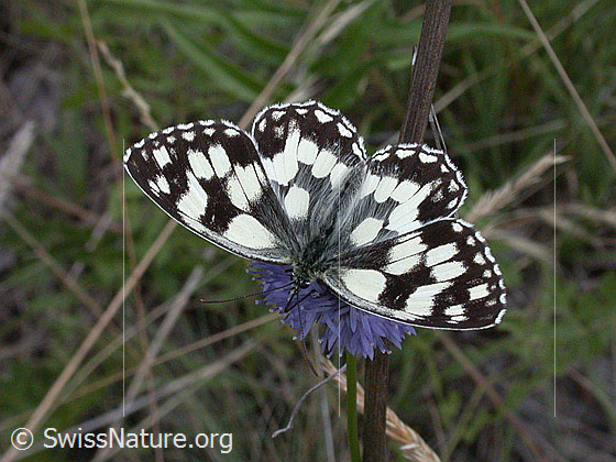 Schachbrett (Melanargia galathea) auf Berg-Jasione (Jasione montana)