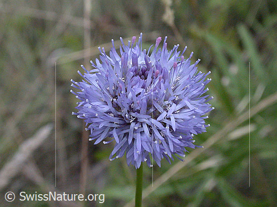 Foto: Berg-Jasione (Jasione montana). Blüte. Wird auch Berg-Sandglöckchen genannt.