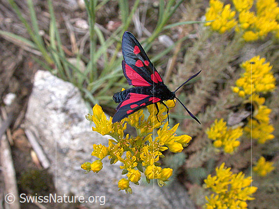 Foto: Grosses Fünffleck-Widderchen (Zygaena lonicerae) auf Berg-Mauerpfeffer, Flügel leicht geöffnet. 
Umgebung: Unbekannt.
Lat.: Zygaena lonicerae
Familie: Zygaenidae (Widderchen)
Unterfamilie: Zygaeninae (Rotwidderchen) 
Gattung: Zygaena