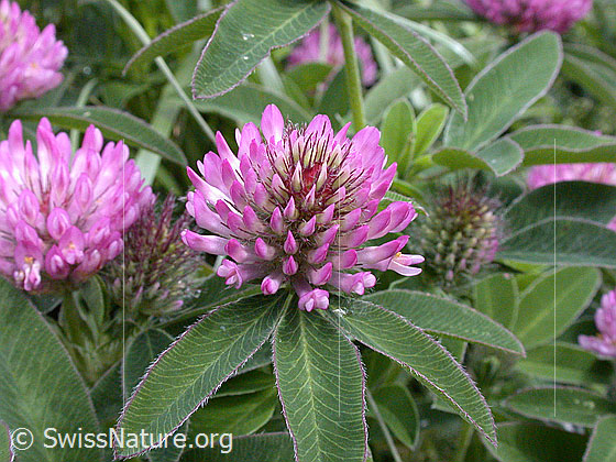 Hügel-Klee (Trifolium alpestre)