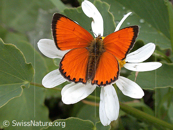 Photo: Lycaena virgaureae. Wings open. View from above.
Lat.: Lycaena virgaureae
Family: Lycaenidae
Genus: Lycaena virgaureae
