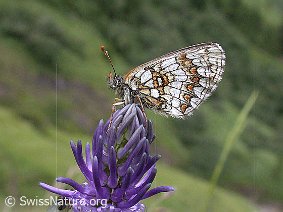 Foto: Wachtelweizen-Scheckenfalter (Melitaea athalia) auf Betonienblättriger Rapunzel (Phyteuma betonicifolium). Flügel geschlossen. Ansicht von der Seite.