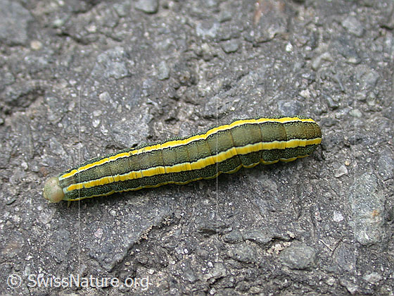 Foto: Raupe der Erbseneule (Ceramica pisi). Die Raupe ist grünlich mit gelben Längsstreifen.
Lat.: Ceramica pisi
Familie: Noctuidae (Eulenfalter)
Unterfamilie: Hadeninae
Gattung: Ceramica