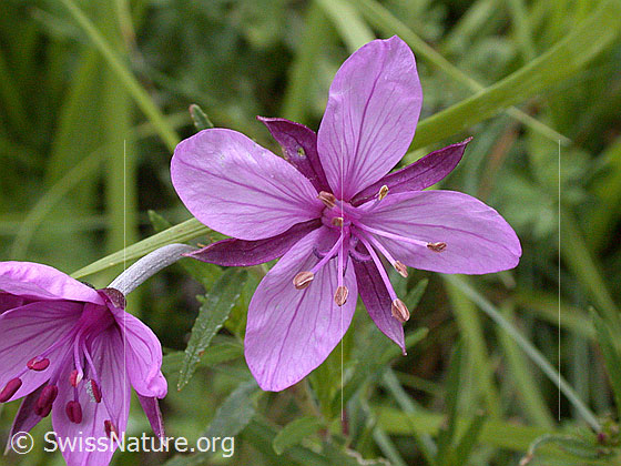 Foto: Fleischers Weidenröschen, Blüte 
Lat.: Epilobium fleischeri 
Familie: Onagraceae (Nachtkerzengewächse)
Gattung: Epilobium (Weidenröschen)