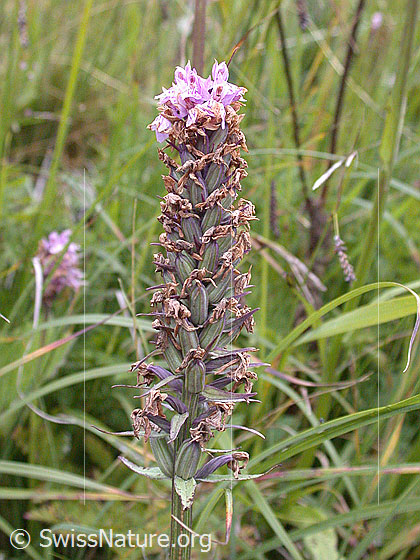 Foto: Geflecktes Knabenkraut, verblüht 
Lat.: Dactylorhiza maculata 
Familie: Orchideen
