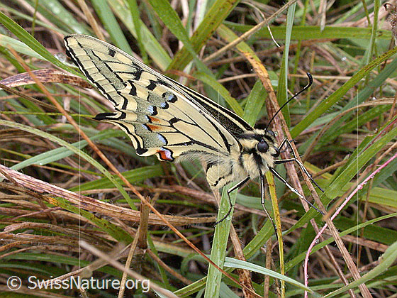 Foto: Schwalbenschwanz, in Gras sitzend, Flügel leicht geöffnet, Seitenansicht Aufnahme enstand bei leichtem Regen.
Lat.: Papilio machaon