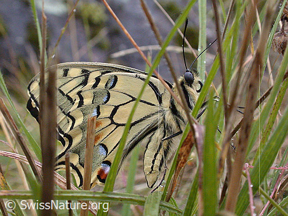 Foto: Schwalbenschwanz, in Gras sitzend, Flügel leicht geöffnet, Seitenansicht Aufnahme enstand bei leichtem Regen.
Lat.: Papilio machaon