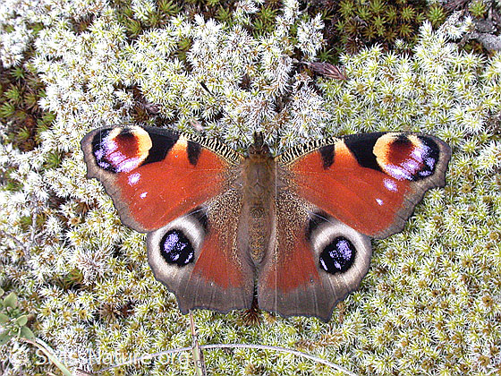 Foto: Tagpfauenauge (Inachis io). Auf Moospolster sitzend. Flügel geöffnet.
