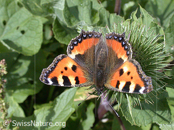 Photo: Aglais urticae on Arctium lappa. Sitting on blossom. Wings open. View from above.