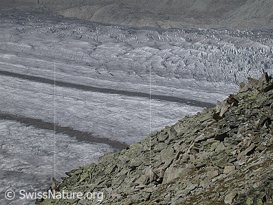 Foto: Aletschgletscher vom Eggishorn.