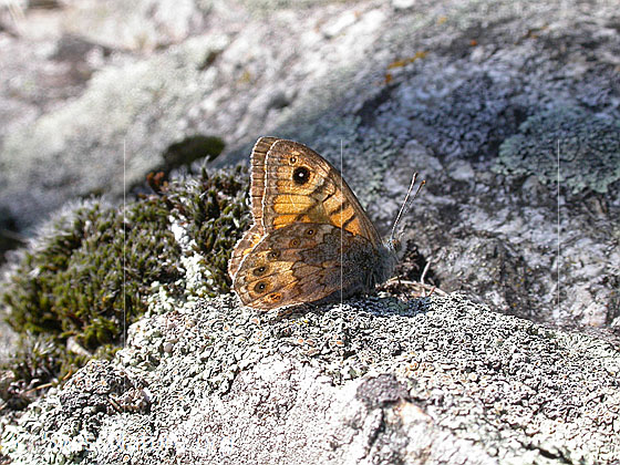 Photo: Lasiommata megera. Sitting on rock. Wings closed.