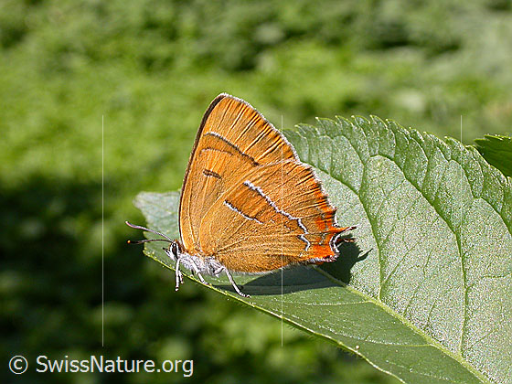 Foto: Birken-Zipfelfalter (Thecla betulae). Auf Blatt sitzend. Flügel geschlossen. Wird auch Nierenfleck-Zipfelfalter genannt.