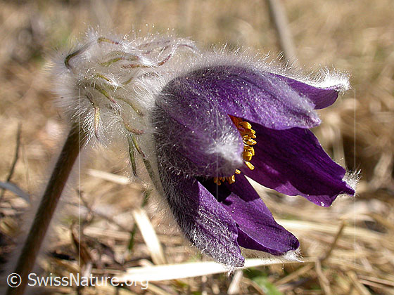 Foto: Berg-Anemone (Pulsatilla montana). Blüte von der Seite. Wird auch Berg-Kuhschelle genannt.
