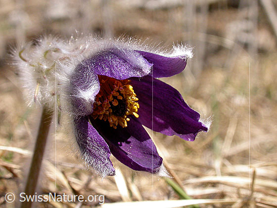 Photo: Pulsatilla montana. Blossom from the front.