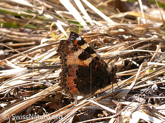 Foto: Kleiner Fuchs mit gefalteten Flügel. 
Lat.: Aglais urticae