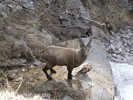 Foto: Steinbock
Lat.: Capra Ibex