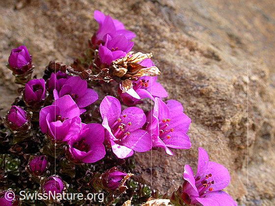 Foto: Gegenblättriger Steinbrech im Streiflicht 
Lat.: Saxifraga oppositifolia 
Familie: Saxifragaceae (Steinbrechgewächse)