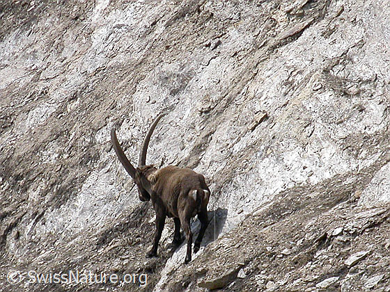 Foto: Steinbock von hinten. Das Tier traversiert steiles Gelände.
Lat.: Capra ibex