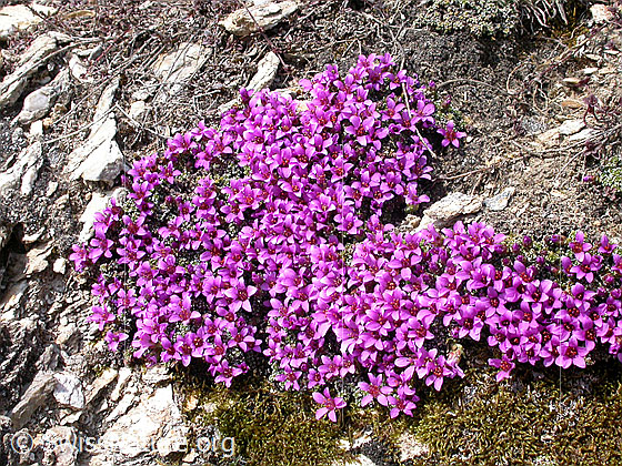Foto: Gegenblättriger Steinbrech. Grosses Polster. 
Lat.: Saxifraga oppositifolia 
Familie: Saxifragaceae (Steinbrechgewächse)