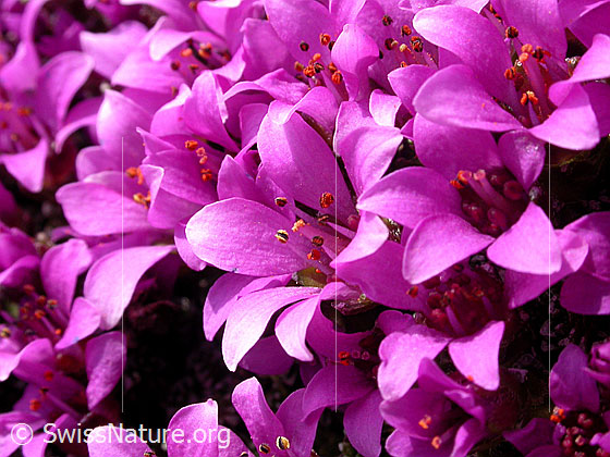 Foto: Gegenblättriger Steinbrech. Nahaufnahme der Blüten. 
Lat.: Saxifraga oppositifolia 
Familie: Saxifragaceae (Steinbrechgewächse)