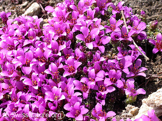 Foto: Gegenblättriger Steinbrech. Ausschnitt aus Polster. 
Lat.: Saxifraga oppositifolia 
Familie: Saxifragaceae (Steinbrechgewächse)