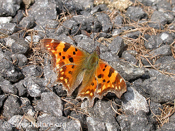 Foto: C-Falter, geöffnet 
Lat.: Polygonia c-album
Familie: Nymphalidae (Edelfalter)
Unterfamilie: Nymphalinae (Fleckenfalter)