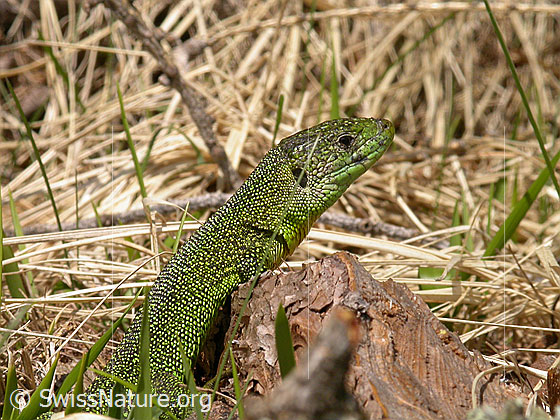 Foto: Smaragdeidechse (Lacerta bilineata).