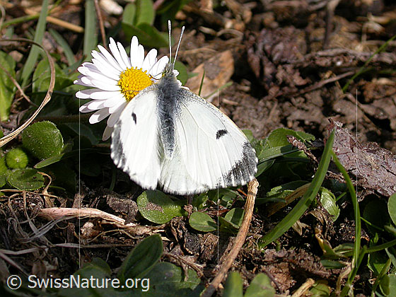 Foto: Aurorafalter (Anthocharis cardamines) auf Gänseblümchen (Bellis perennis). Weibchen. Flügel geöffnet. Ansicht von oben.