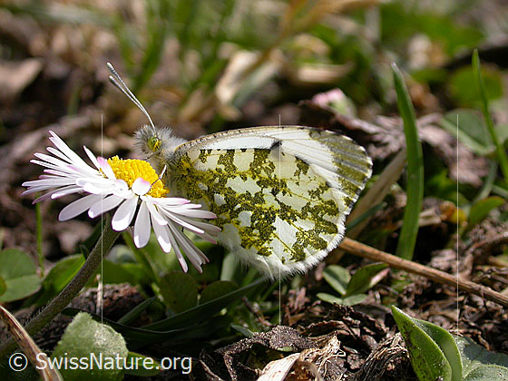 Foto: Aurorafalter (Anthocharis cardamines) auf Gänseblümchen (Bellis perennis). Weibchen. Flügel fast geschlossen. Ansicht von der Seite.