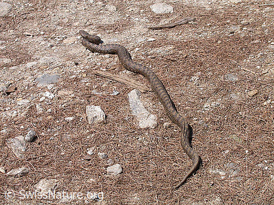 Foto: Aspisviper (Vipera aspis). Normale Fortbewegung 
Lat.: Vipera aspis
Familie: Viperidae (Vipern)
Unterfamilie: Viperinae (Echte Vipern)
Gattung: Vipera (Echte Ottern)