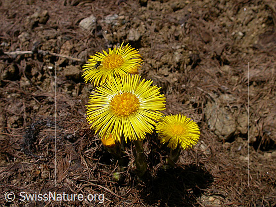 Foto: Huflattich 
Lat.: Tussilago farfara
Familie: Asteraceae (Kobblütler)