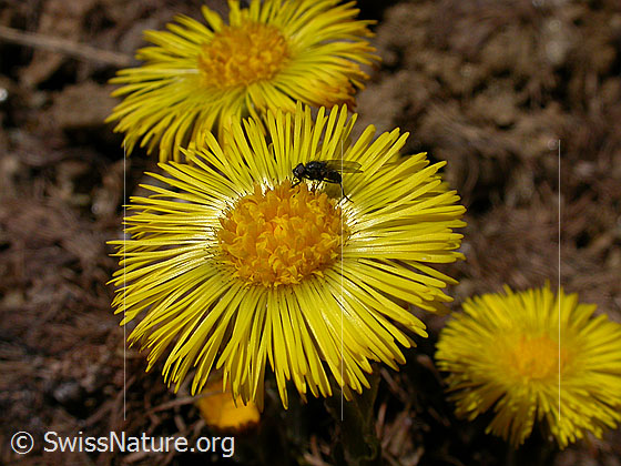 Foto: Huflattich, Blüte 
Lat.: Tussilago farfara
Familie: Asteraceae (Kobblütler)