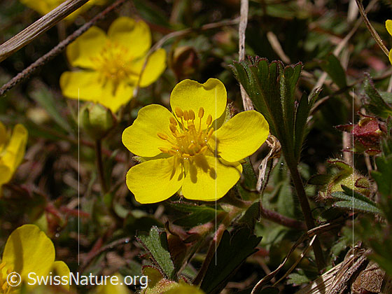 Foto: Frühlings-Fingerkraut, Blüte 
Lat.: Potentilla neumanniana 
Familie: Rosaceae (Rosengewächse)