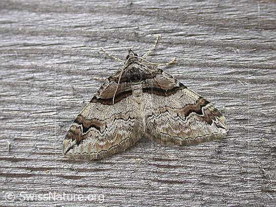 Foto: Kleiner Berberitzenspanner (Pareulype berberata). Flügel geöffnet. Ansicht von oben.