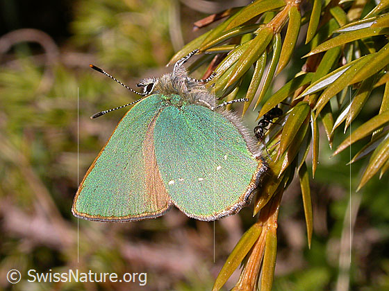 Foto: Brombeerzipfelfalter, an Ästchen hängend. Eine Ameise versucht den Schmetterling am Flügel zu packen.
Lat.: Callophrys rubi
Familie: Lycaenidae (Bläulinge)
