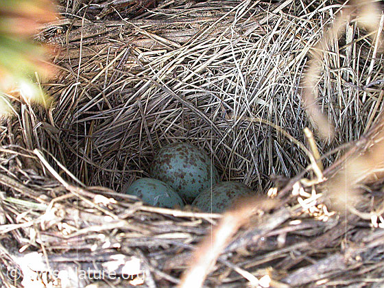 Foto: Vogelnest mit 3 bläulichen Eier.