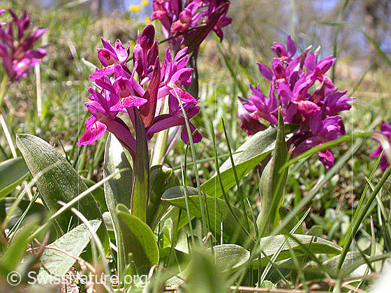 Foto: Rotes Holunder-Knabenkraut, Mehrere Pflanzen. 
Lat.: Dactylorhiza sambucina 
Familie: Orchidaceae
