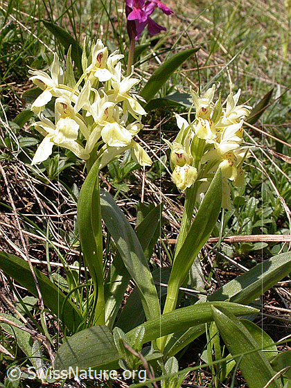 Foto: Gelbes Holunder-Knabenkraut, 2 Pflanzen. 
Lat.: Dactylorhiza sambucina 
Familie: Orchidaceae