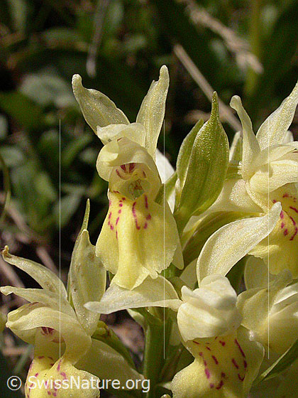 Foto: Gelbes Holunder-Knabenkraut, Nahaufnahme einzelner Blüten. 
Lat.: Dactylorhiza sambucina 
Familie: Orchidaceae